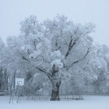 IMG_1389
